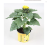 Helianthus Annuus Sonnenblume