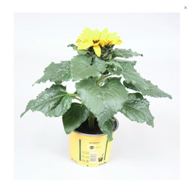 Helianthus Annuus Sonnenblume
