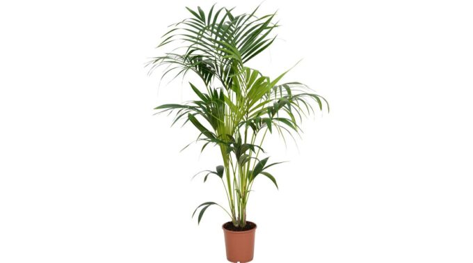 Howea Forsteriana 24_plantlovers