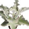 Kalanchoe Beaharensis (Elefantenohr- Kalanchoe)