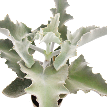 kalanchoe beharensis