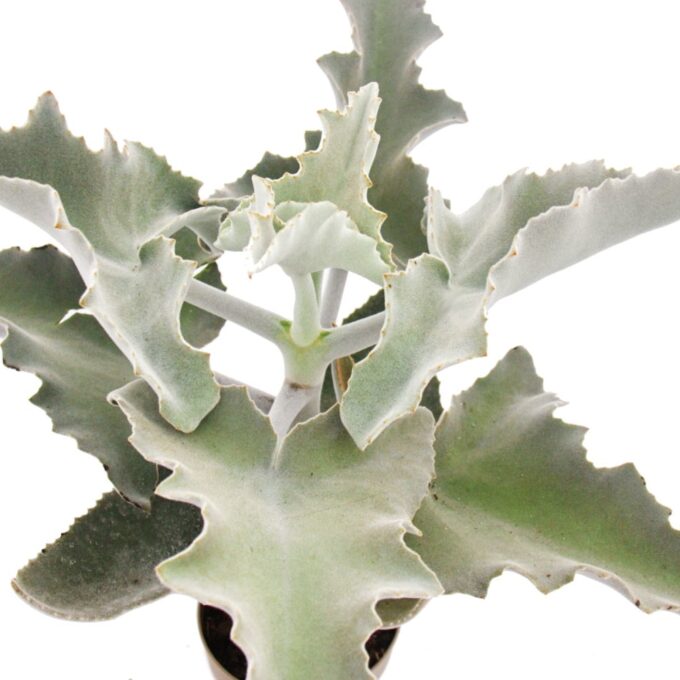 Kalanchoe Beaharensis (Elefantenohr- Kalanchoe)