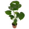 Monstera Deliciosa 12 plantlovers 30