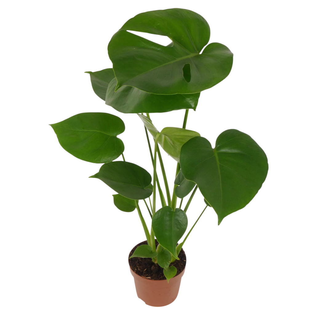 Monstera Deliciosa (Fensterblatt) online kaufen - plantlovers.ch