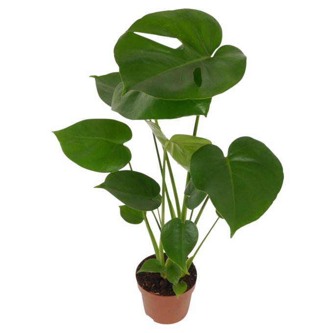 Monstera Deliciosa 12 plantlovers 30