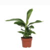 Musa Dwarf Cavendish Banane