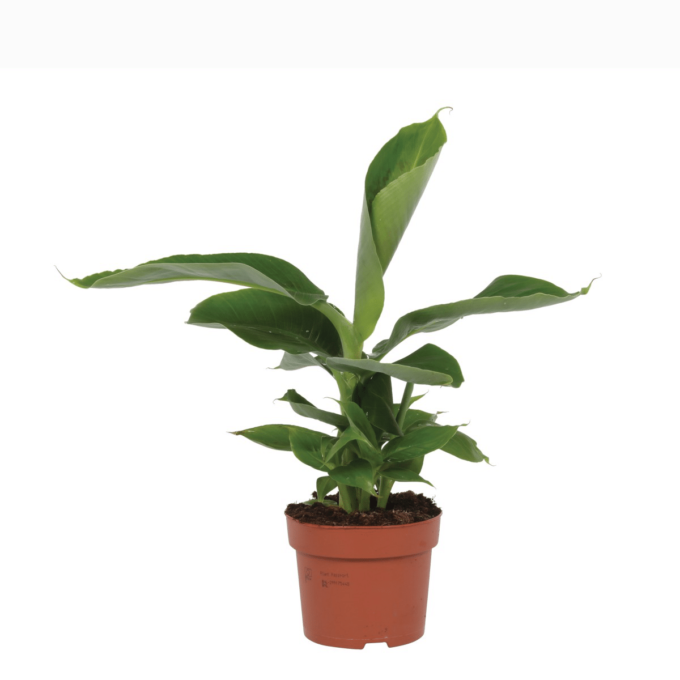 Musa Dwarf Cavendish Banane