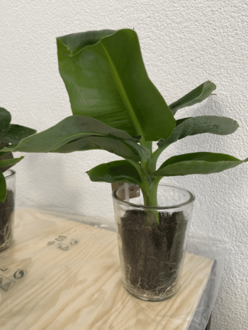 Musa Dwarf Cavendish Essbanane in Glasvase