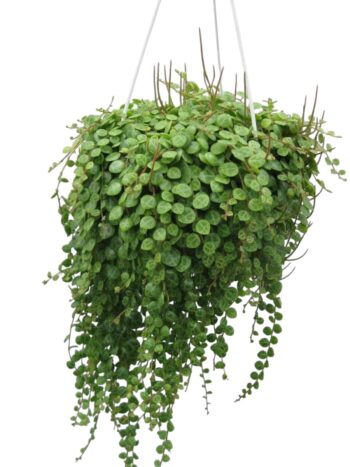 Peperomia-Prostrata-14h-plantlovers