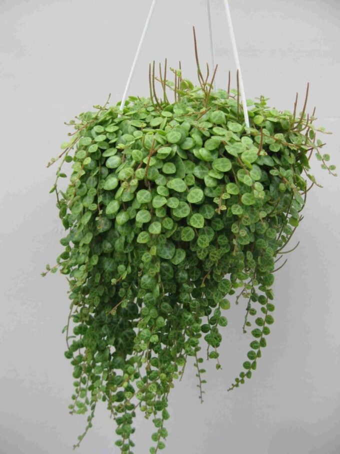 Peperomia Prostrata PepperspotZierpfeffer plantlovers