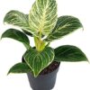 Philodendron Birkin White Measure plantlovers