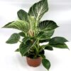 Philodendron Birkin White Measure 15_palntlovers