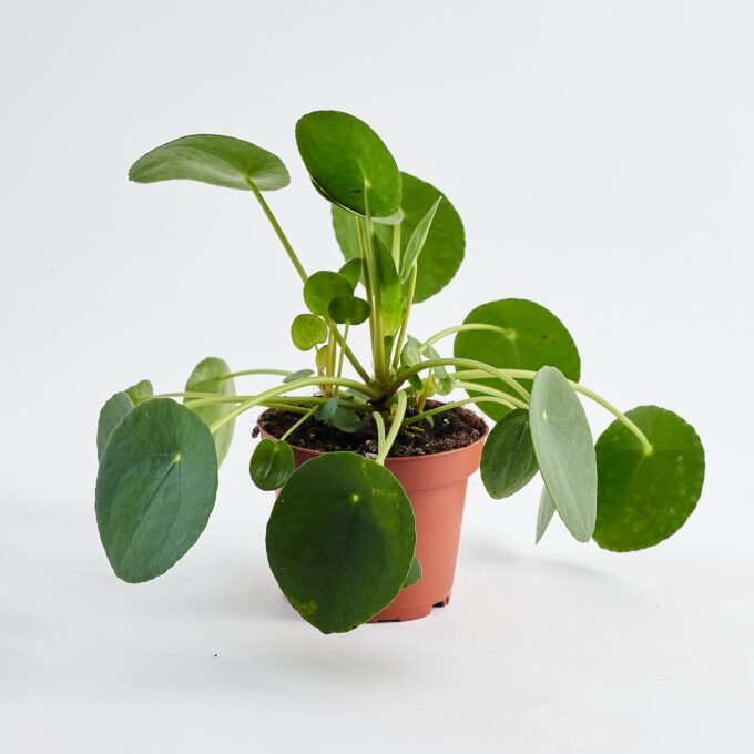 Pilea_Cadieri_12_plantlovers