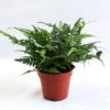 Polystichum Tsussimense (Schmaler Schildfarn)