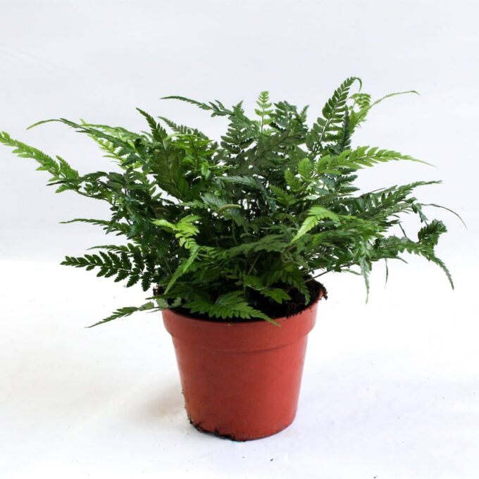Polystichum Tsussimense (Schmaler Schildfarn)
