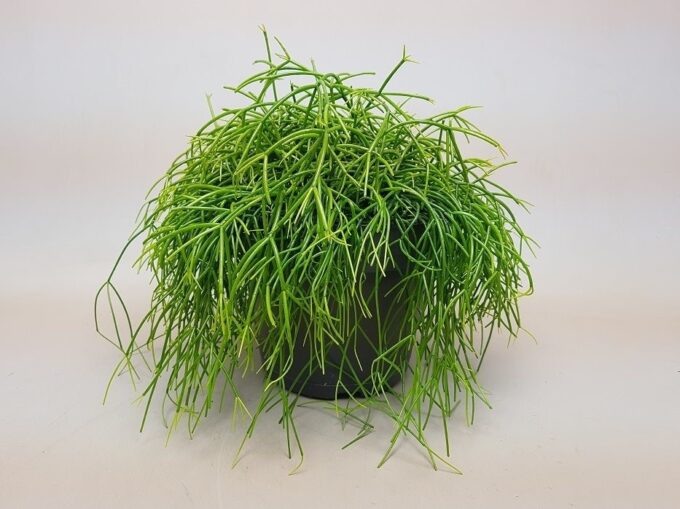 Rhipsalis Baccifera Korallenkaktus plantlovers