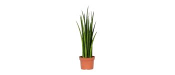 Sansevieria-Bacularis-15-plantlovers-40