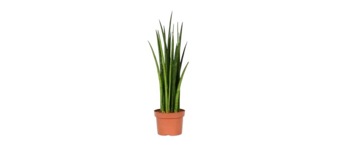 Sansevieria-Bacularis-15-plantlovers-40