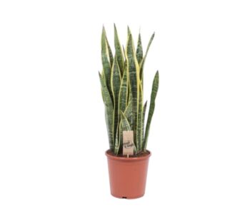 Sansevieria-trifasciata-laurentii-21-plantlovers-75
