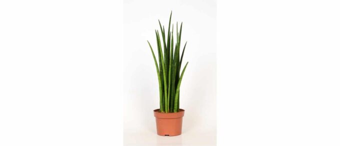 Sansevieria Bacularis Mikado