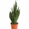 Sansevieria Trifasciata Zeylanica Bogenhanf Schwiegermutterzunge