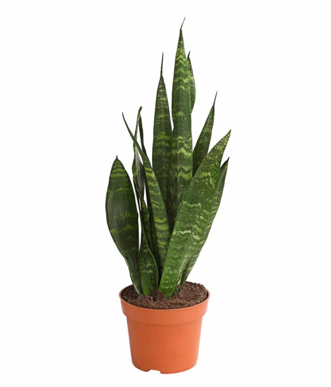 Sansevieria Trifasciata Zeylanica Bogenhanf Schwiegermutterzunge