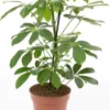 Schefflera Arboricola NoraStrahlenaralie_13_plantlovers