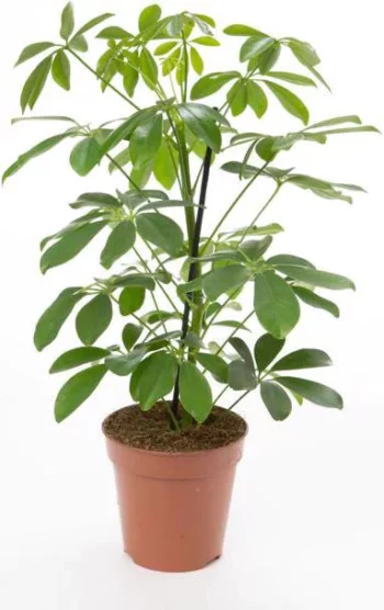 Schefflera Arboricola NoraStrahlenaralie_13_plantlovers