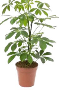 Schefflera_Arboricola_Strahlenaralie_13_plantlovers