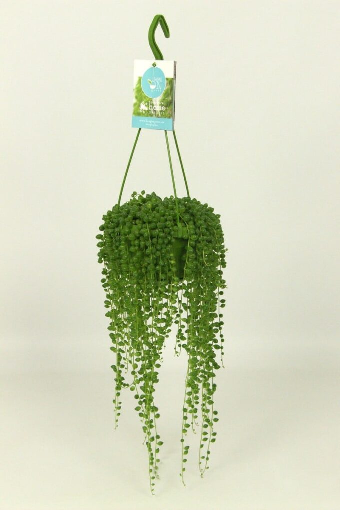 Senecio Rowleyanus 15_h_plantlovers