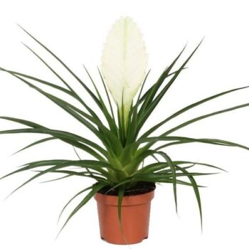 Tillandsia Cyanea Bianchini (Tillandsie) 9_plantlovers