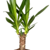 Yucca Elephantipes 12_plantlovers_55