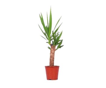 Yucca_Elephantipes_12_plantlovers_55