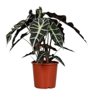 alocasia-polly-17-plantlovers-55
