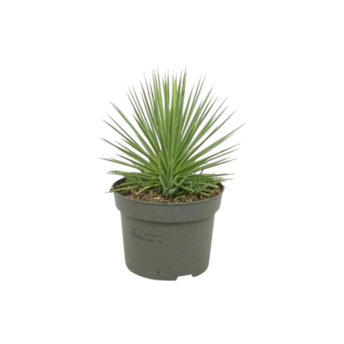 Agave_Stricta_Nana_13_plantlovers