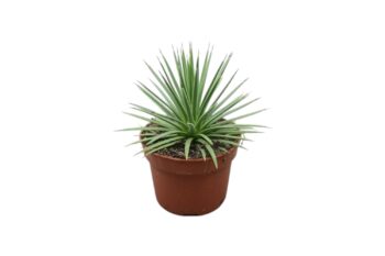 Agave_Stricta_Nana_13_plantlovers