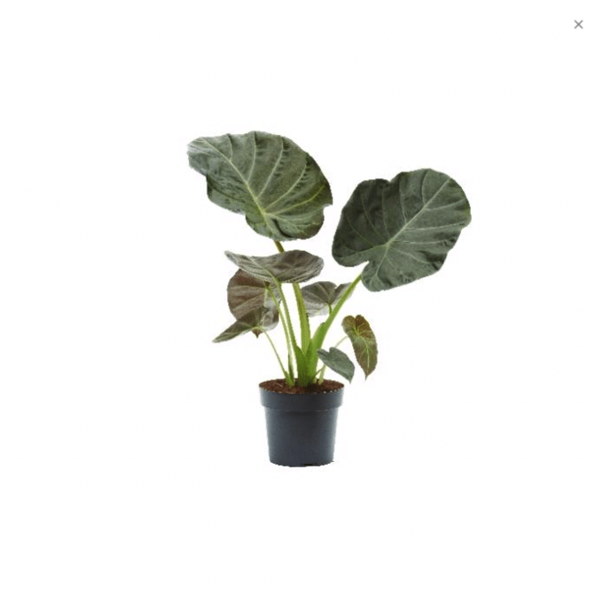 Alocasia Regal Shields