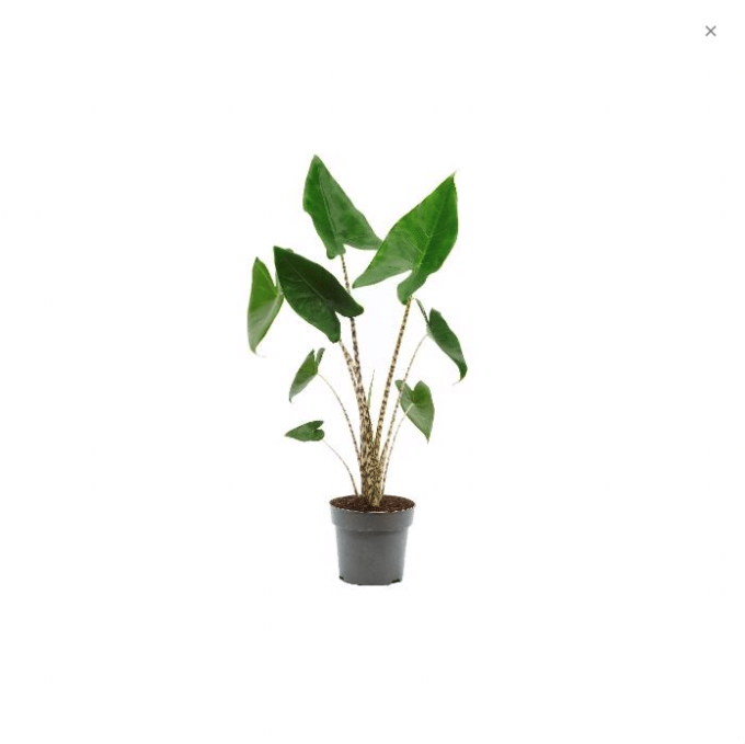 Alocasia Zebrina