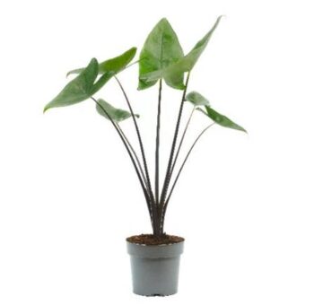 Alocasia black zebrina