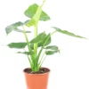 Alocasia Golden Cucullata 14_plantlovers_50