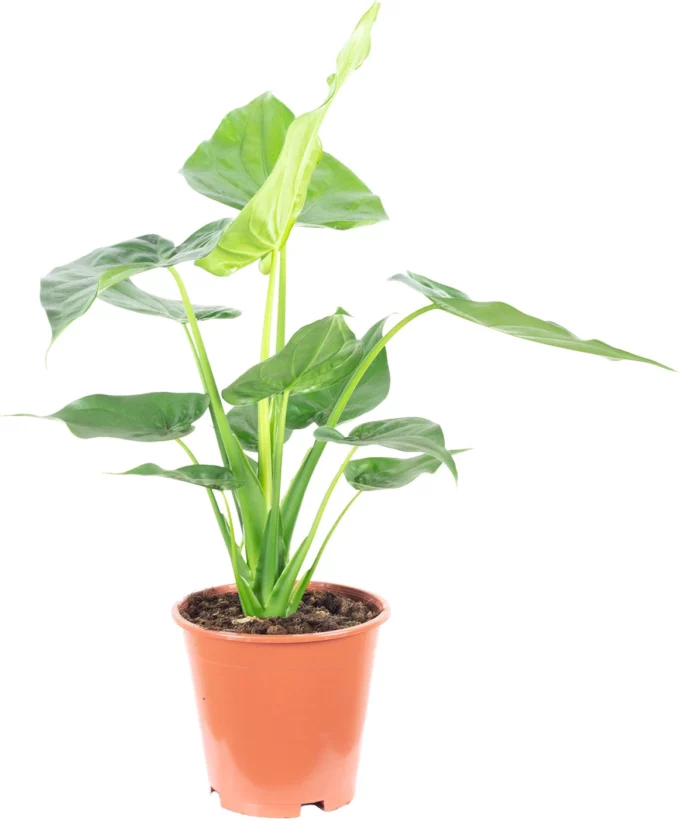 Alocasia Golden Cucullata 14_plantlovers_50