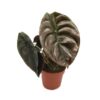 Alocasia Cuprea Red Secret