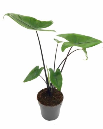 Alocasia Black Zebrina