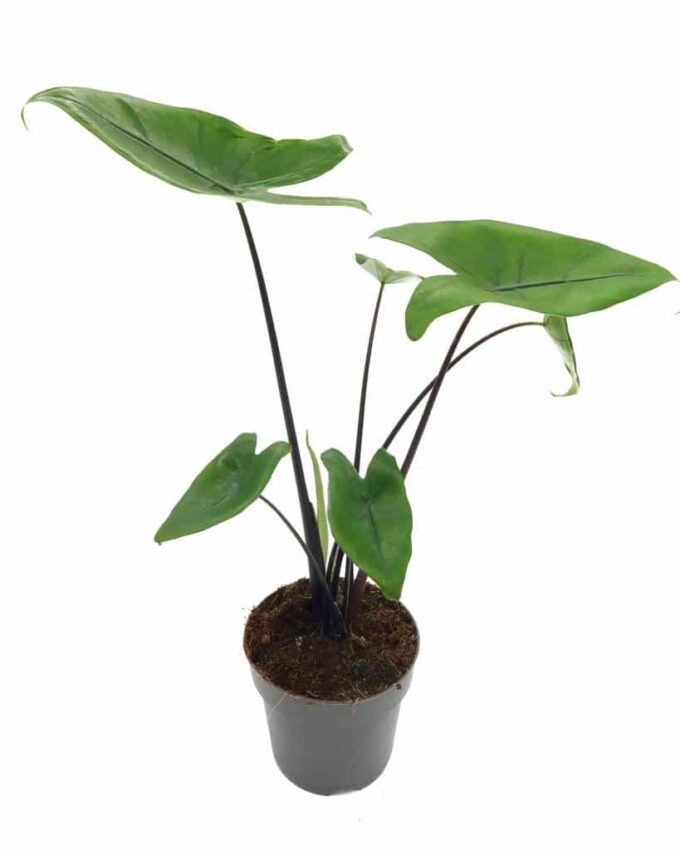 Alocasia Black Zebrina