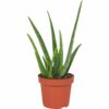 Aloe Vera 12 plantlovers