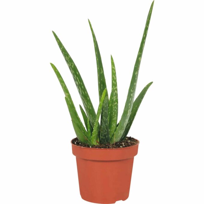 Aloe Vera 12 plantlovers