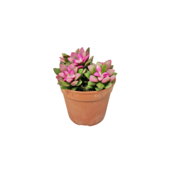 Anacampseros_Rufescens_Sunrise_plantlovers