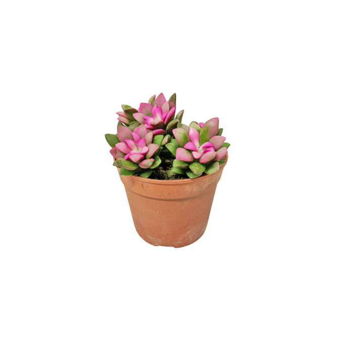 Anacampseros_Rufescens_Sunrise_plantlovers