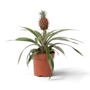 ananas comosus mi amigo