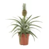 Ananas Comosus Mi Amigo (Zierananas)
